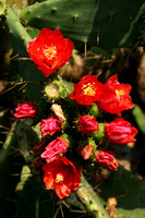 Rapallo, Cactus Flowers V1031812