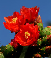 Rapallo, Cactus Flowers V1031814a