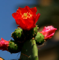 Rapallo, Cactus Flowers V1031815a