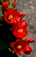 Rapallo, Cactus Flowers V1031816a