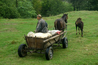 Burlusi, Horse Cart030926-9241