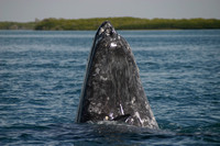Bahia Magdalena, Whale, Spyhopping030203-1002