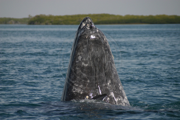 Bahia Magdalena, Whale, Spyhopping030203-1002
