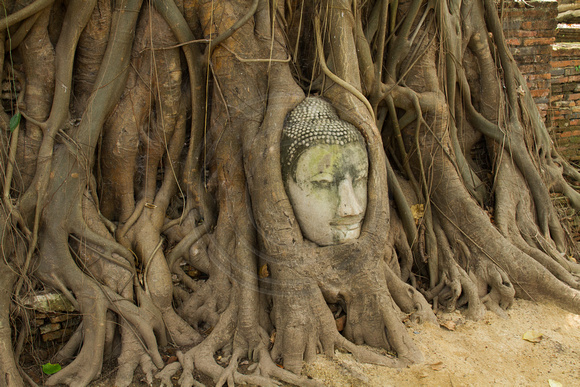 Ayuthaya, Wat Phra Mahathat, Buddha Head in Tree121-4129