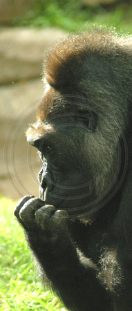 San Diego, Wild Animal Park, Gorilla, V030812-8706a