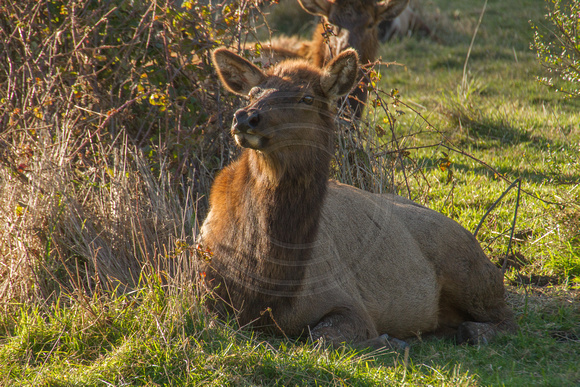 Eureka, Roosevelt Elk130-5692