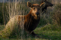 Eureka, Roosevelt Elk130-5695