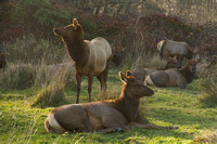 Eureka, Roosevelt Elk130-5703