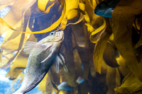 Monterey, Monterey Bay Aquarium, Kelp Forest, Fish150-8505