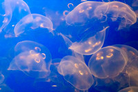 Monterey, Monterey Bay Aquarium, Moon Jellyfish150-8550