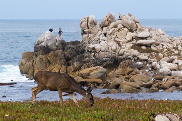 Pacific Grove, Point Pinos. Deer150-8597