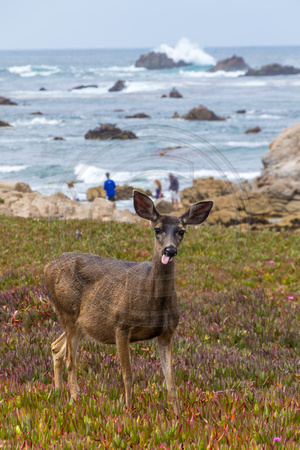 Pacific Grove, Point Pinos. Deer V150--4