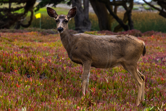 Pacific Grove, Point Pinos. Deer150-8615