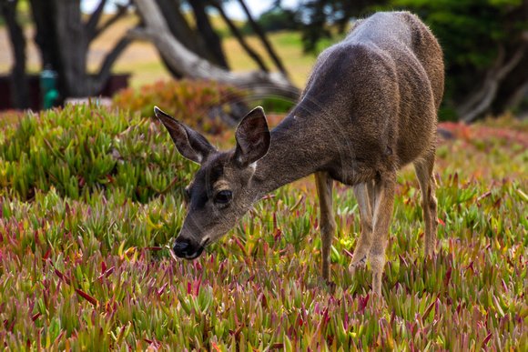 Pacific Grove, Point Pinos. Deer150-8616