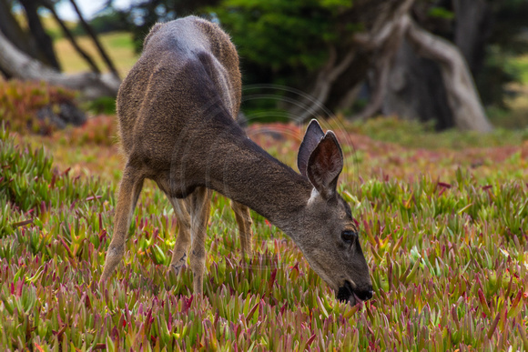 Pacific Grove, Point Pinos. Deer150-8617