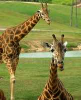 San Diego, Wild Animal Park, Giraffes, V030812-8629a