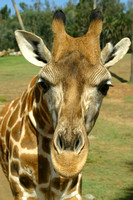 San Diego, Wild Animal Park, Giraffe, V030812-8201