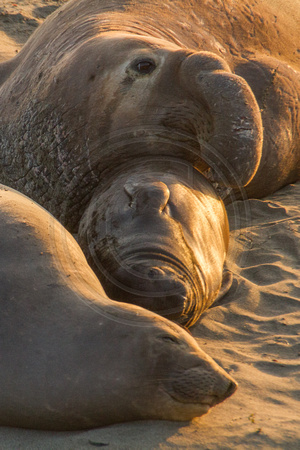 Big Sur Coast, nr Piedras Blancas, Elephant Seals130-6422