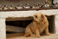 Alberobello, Trulli, Dog1023588