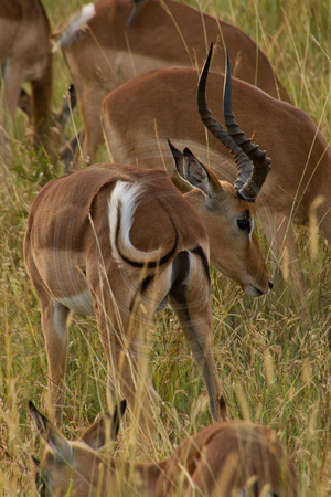 Kruger NP, Impala120-6598