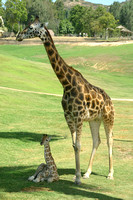 San Diego, Wild Animal Park, Giraffe, Mom and Baby, V030812-8211