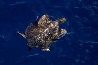 Pacific Ocean, Sea Turtle152-1116