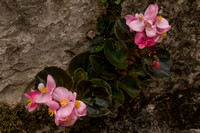 Cavtat, Flowers in Wall151-1048