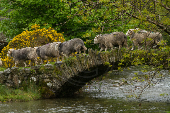 Lake District, Wasdale, Bridge, Sheep131-1240
