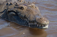 Rio Tarcoles, Crocodile152-0778