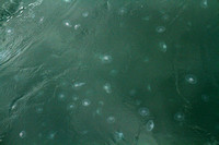 Trollfjord, Jellyfish1040789a