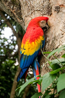 El Manantial, Lapas Sanctuary, Macaw V152-0861