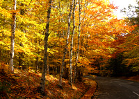 Acadia NP, Fall Foliage0947854a