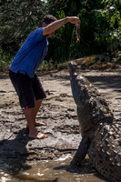 Rio Tarcoles, Crocodile Feeding V152-0737