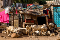 Dakar, Goree Island, Goats151-7929