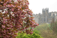 Edinburgh, Flowering Tree, View131-0556