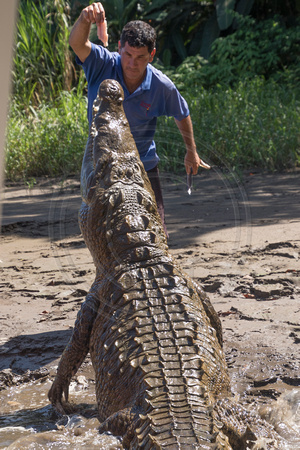 Rio Tarcoles, Crocodile Feeding V152-0742