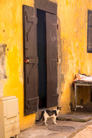 Dakar, Goree Island, Cat at Doorway V151-7862