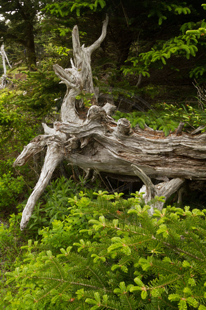 West Quoddy Head, Trail, Dead Tree V131-2005