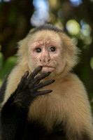 Puntarenas, nr, Capuchin Monkey V152-0716