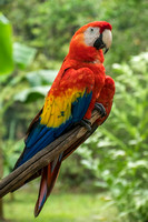 El Manantial, Lapas Sanctuary, Macaw V152-0880