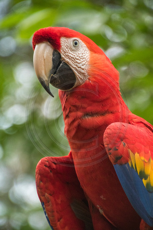 El Manantial, Lapas Sanctuary, Macaw V152-0840