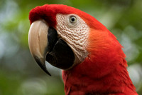 El Manantial, Lapas Sanctuary, Macaw152-0838