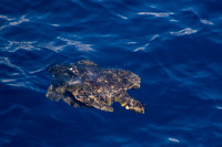 Pacific Ocean, Sea Turtle152-1114