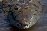 Rio Tarcoles, Crocodile152-0777