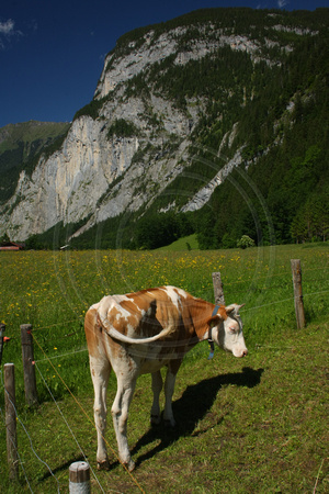 Lauterbrunnen Valley, Cow V0942072