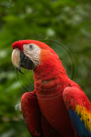 El Manantial, Lapas Sanctuary, Macaw V152-0829