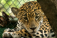 El Manantial, Lapas Sanctuary, Puma152-0909