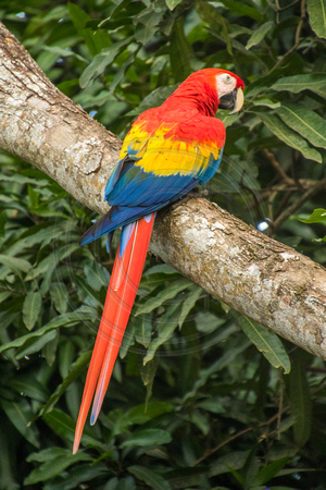 El Manantial, Lapas Sanctuary, Macaw V152-0843