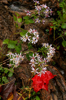 Taughannock Falls SP, Flowers and Leaves V0616149