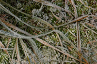 Fiordland NP, Frosted Plants0736570a